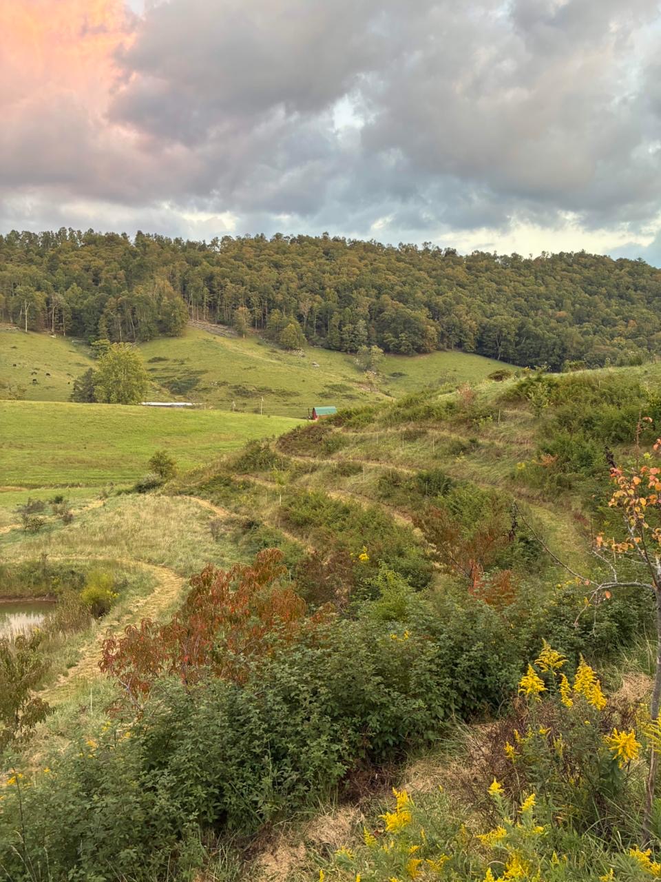 Women's life coaching Asheville 